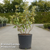 Elaeagnus ebbingei 