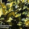 Elaeagnus pungens 