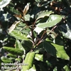 Elaeagnus x ebbingei 