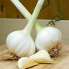 Elephant Garlic (Autumn or Spring Planting)