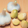 Elephant Garlic (Spring Planting) - 5 elephant garlic cloves