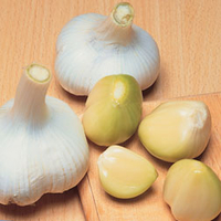 Elephant Garlic (Spring Planting) - 5 elephant garlic cloves