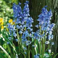 English Bluebells - 20 bulbs