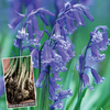English Bluebells (in the green)