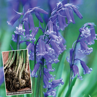 English Bluebells (in the green)