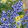 English Bluebells