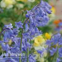 English Bluebells