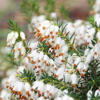 Erica carnea f. alba 