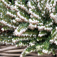 Erica carnea f. alba 