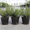 Erica carnea