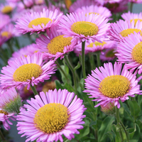Erigeron glaucus 