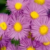 Erigeron seciosus 