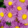 Erigeron seciosus 