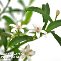 Eriostemon (Gin & Tonic ) Myoporoides