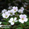 Erodium reichardii 