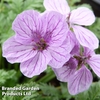 Erodium 