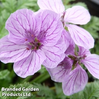 Erodium Spanish Eyes