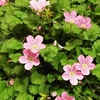 Erodium x variabile 
