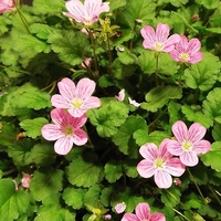 Erodium x variabile 