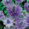 Eryngium Blue Steel - 10 bareroots
