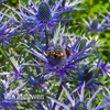 Eryngium 