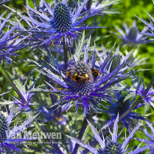 Eryngium 