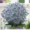 Eryngium 
