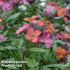 Erysimum 