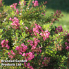 Escallonia 
