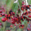 Euonymus europaeus 