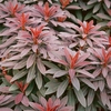 Euphorbia amygdaloides 
