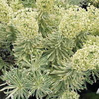 Euphorbia characias 