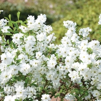 Exochorda 