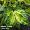 Fatsia Duo