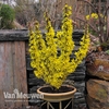 Forsythia x intermedia 