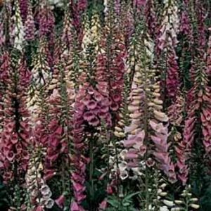 Foxglove 