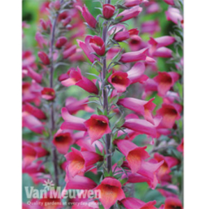 Foxglove Illumination 