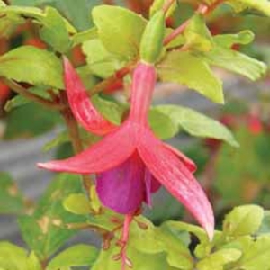 Fuchsia Willow Tinsdale - 10 plug plants