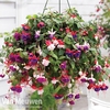 Fuchsia 