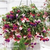 Fuchsia 