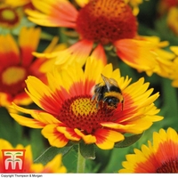 Gaillardia aristata 