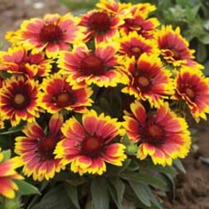 Gaillardia aristata 