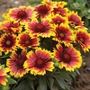 Gaillardia aristata 