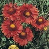 Gaillardia aristata 