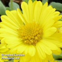 Gaillardia aristata Mesa Yellow