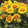 Gaillardia 