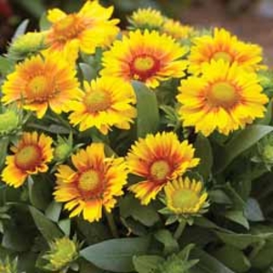 Gaillardia 