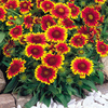 Gaillardia 