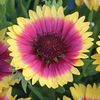 Gaillardia 