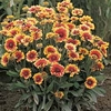 Gaillardia x grandiflora 